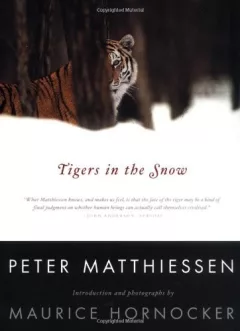 Tigers in the snow