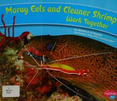 Moray eels and cleaner shrimp work together