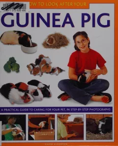 How to look after your guinea pig