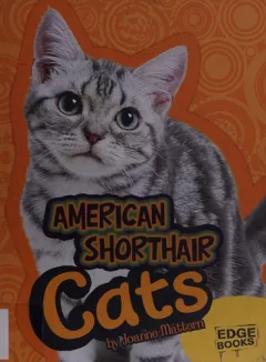 American shorthair cats