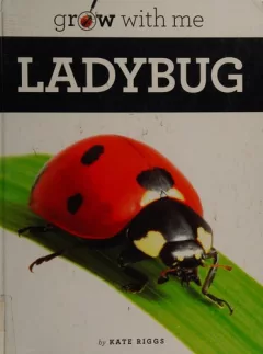 Ladybug