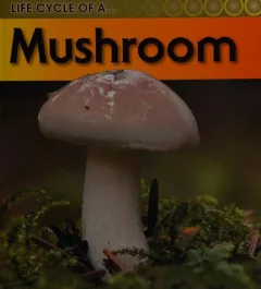 Life cycle of a mushroom