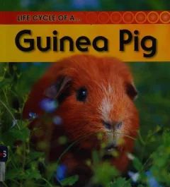 Life cycle of a guinea pig