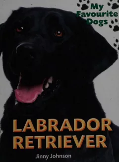 Labrador retriever