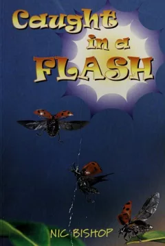 Caught in a flash