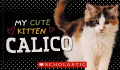 My cute kitten Calico