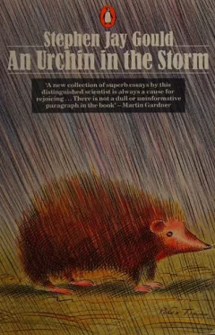 An urchin in the storm
