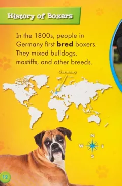 Boxers
