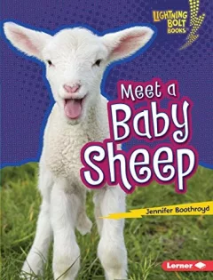 Meet a baby sheep