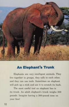 Elephant story