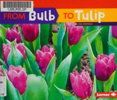 From bulb to tulip