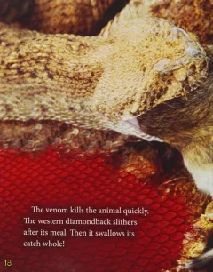 Western diamondback rattlesnakes