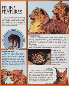 Wild creatures