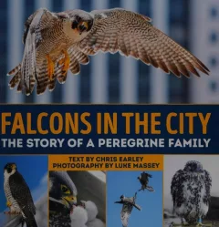Falcons in the city