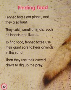 Fennec foxes