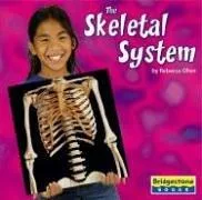 The skeletal system