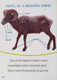 Bighorn Sheep