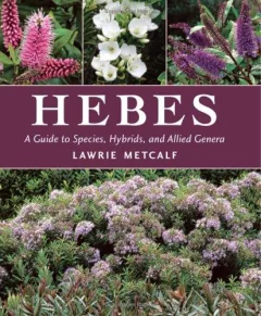 Hebes