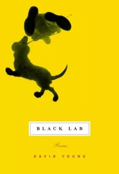 Black lab