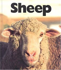 Sheep