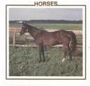 Horses