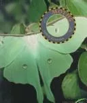 Moths