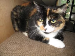 Fat, fat Calico Cat