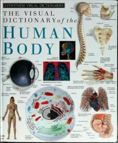 The Visual dictionary of the human body.