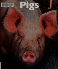 Pigs