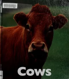 Cows