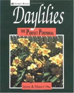 Daylilies
