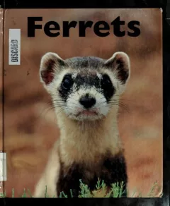 Ferrets
