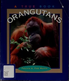 Orangutans