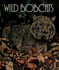 Wild bobcats.