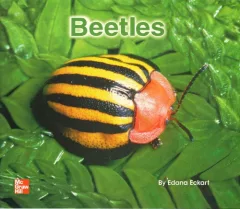 Beetles [big book]