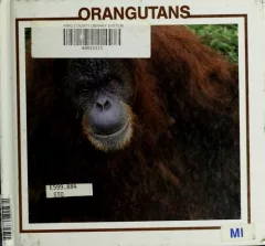 Orangutans