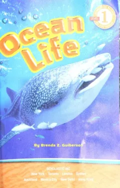 Ocean life
