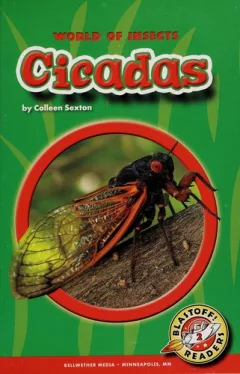 Cicadas