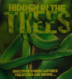 Hidden in the trees