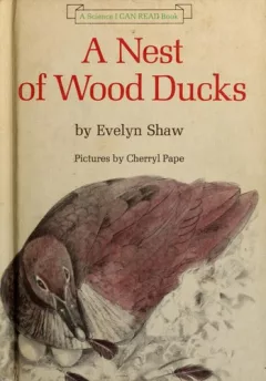 A nest of wood ducks
