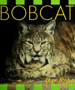 Bobcat