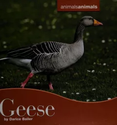 Geese