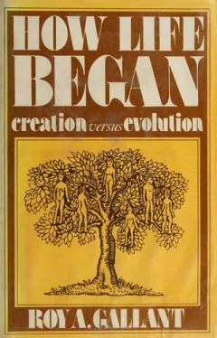 How life began